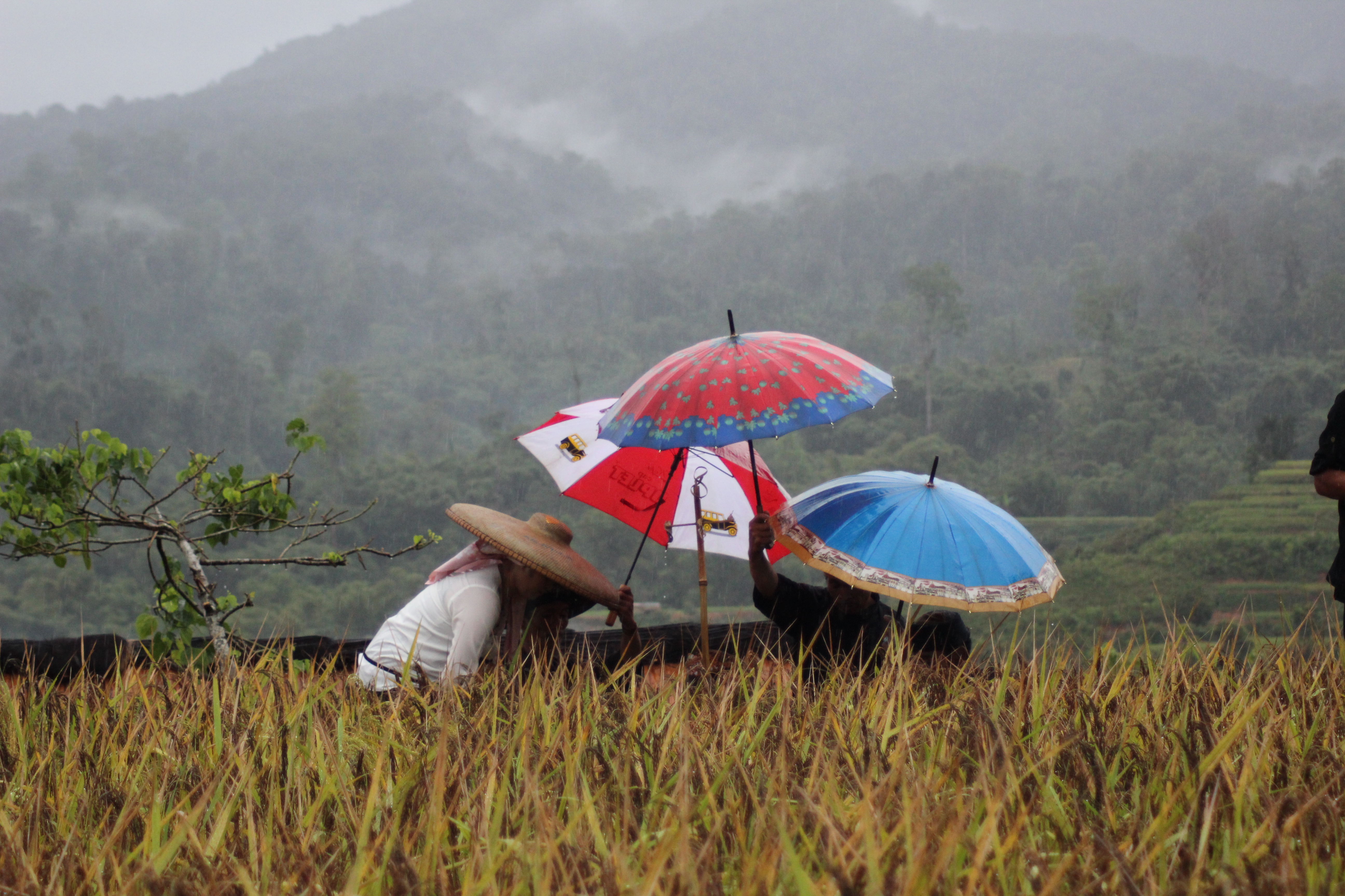 Kirab Budaya Pertanian